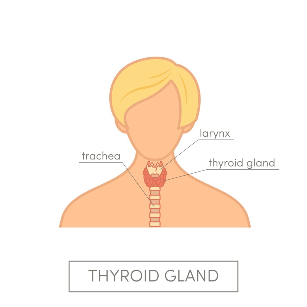 an image of thyroid gland